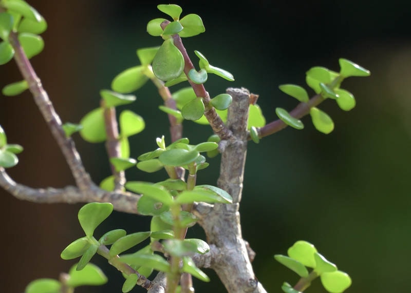 Leaves of the Jade
