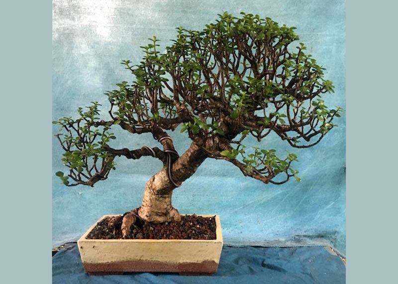 Portulacaria bonsai
