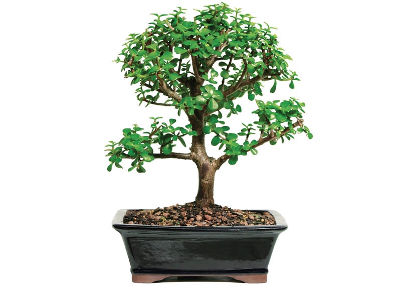Jade as indoor bonsai