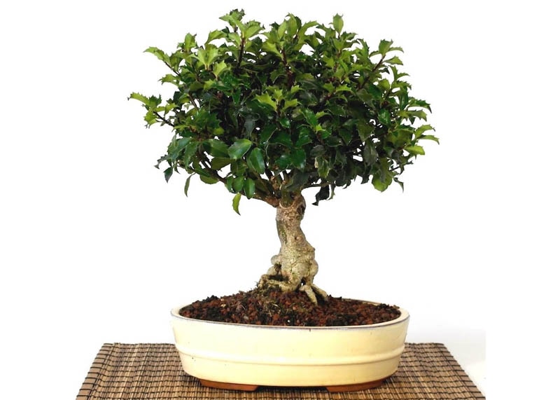 Japanese holly bonsai tree