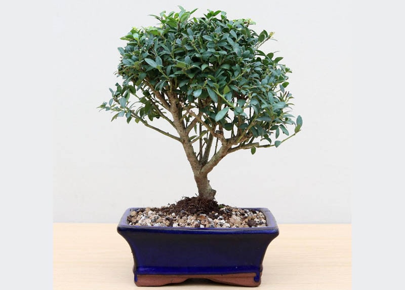 Ilex crenata bonsai