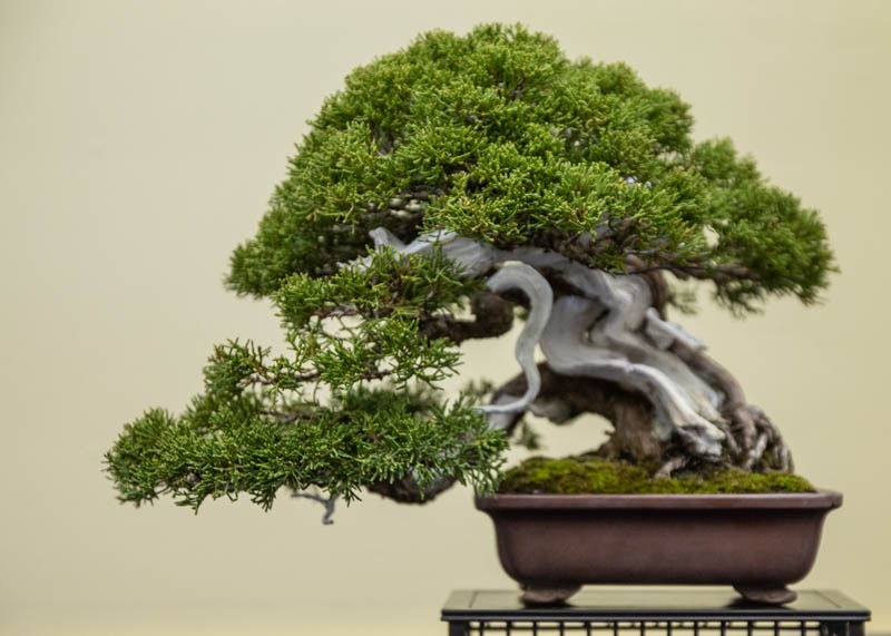Juniper bonsai tree