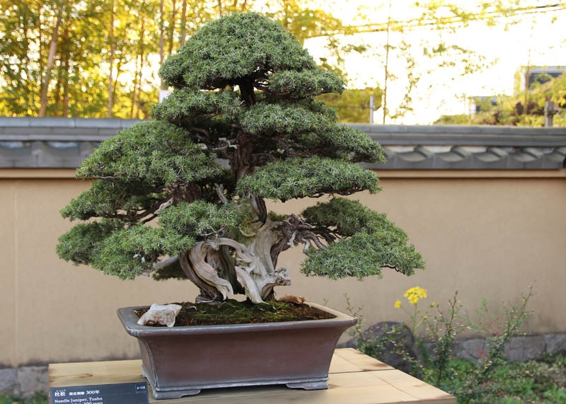 Needle juniper bonsai