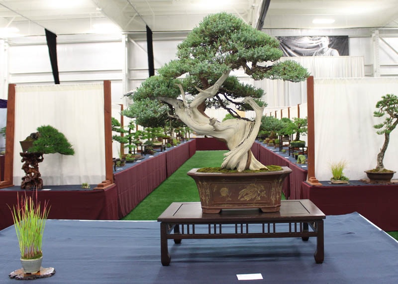 Rocky Mountain Juniper