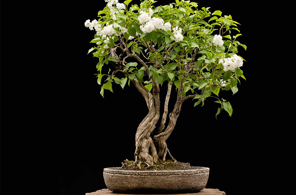 lilac (Syringa bonsai)