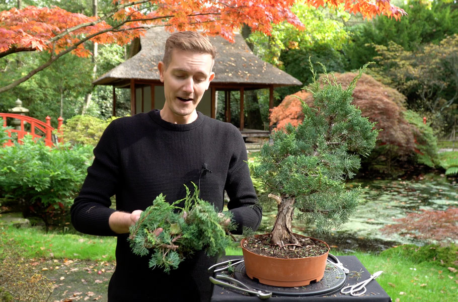 Make a Juniper Bonsai