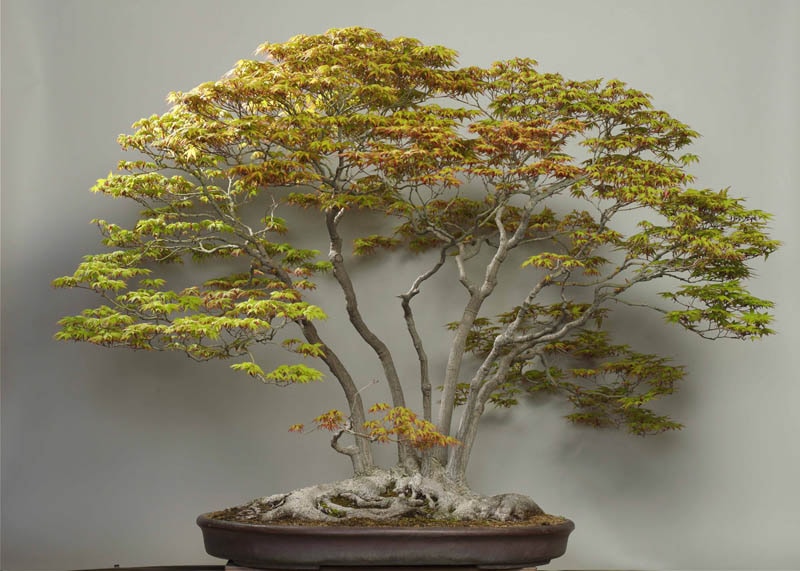 Japanese maple or Acer palmatum bonsai
