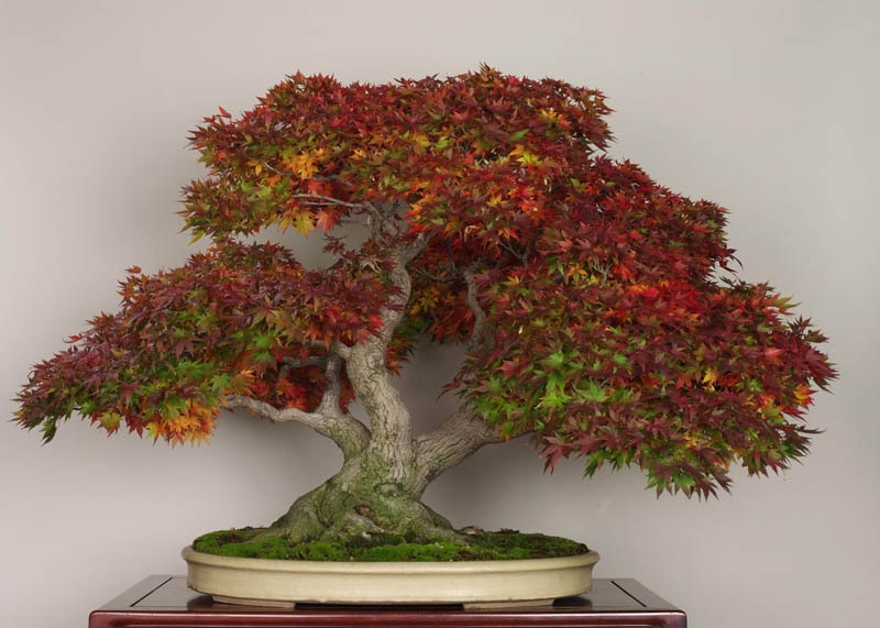 Red maple