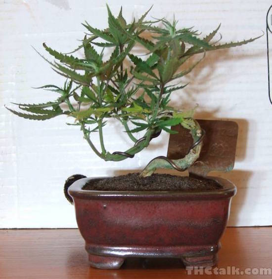 Marijuana Bonsai tree