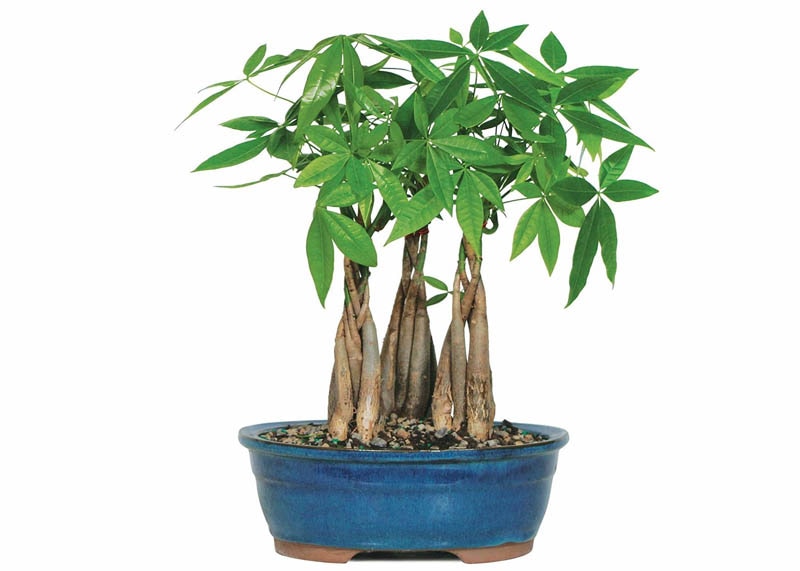 Pachira aquatica bonsai