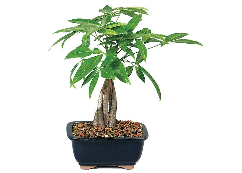 Money tree bonsai