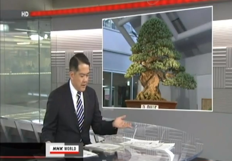 Expensive Bonsai tree