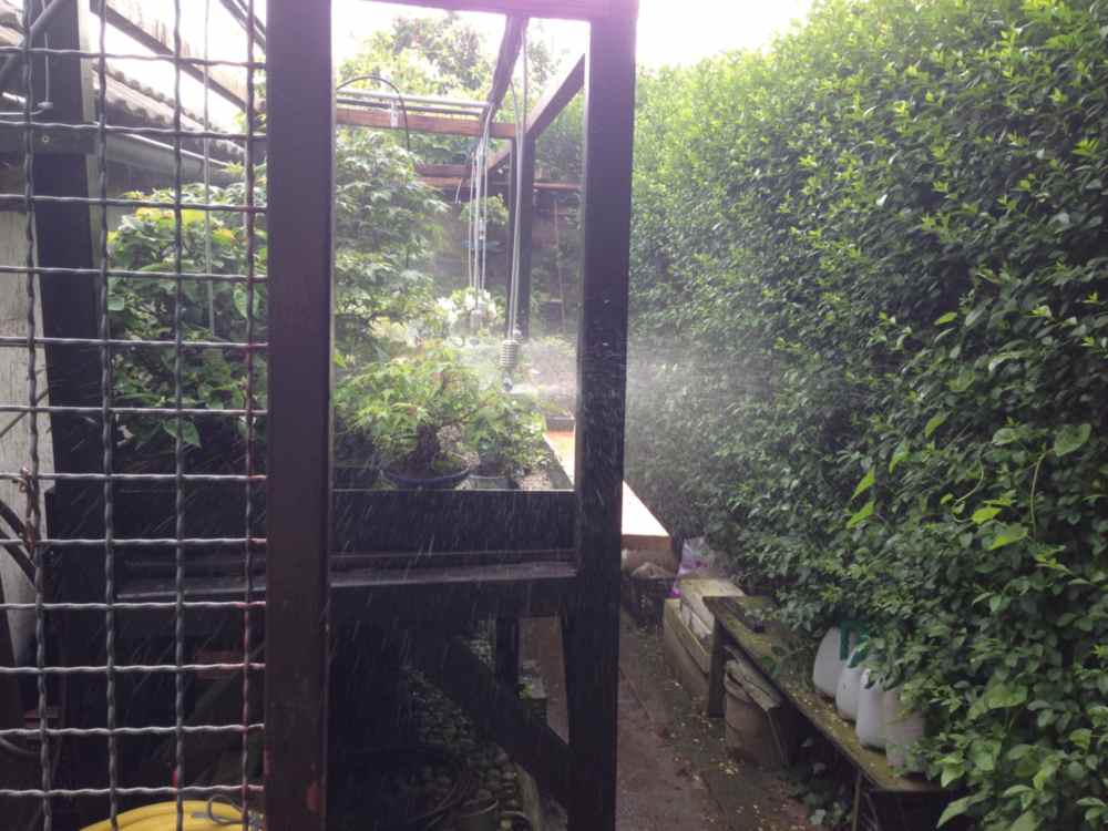 Sprinkler watering bonsai