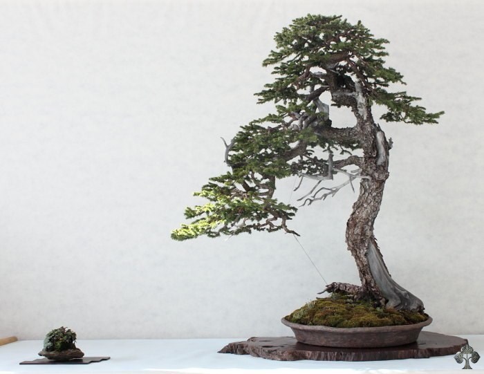 Picea Bonsai