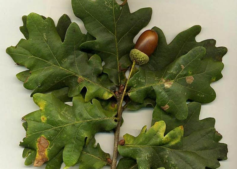 Leaves of the Oak