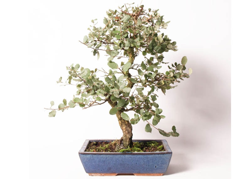 Quercus bonsai
