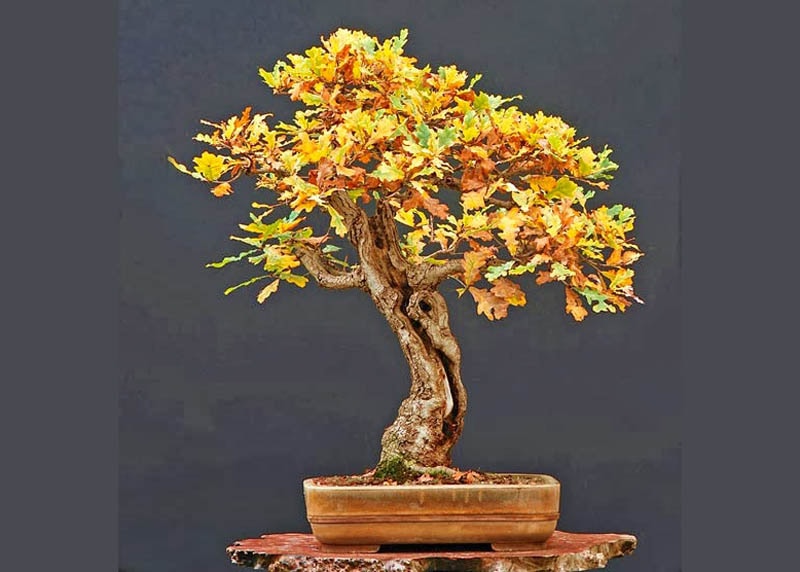 Oak bonsai in fall