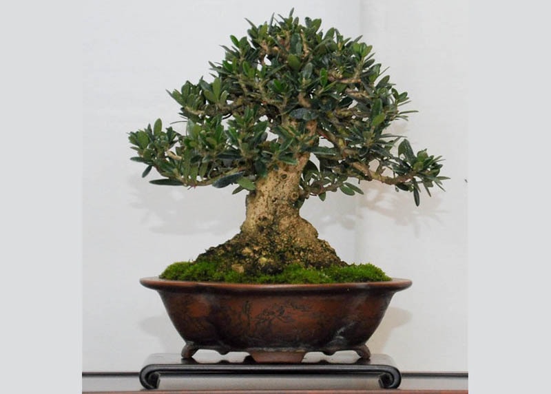 Olive bonsai tree