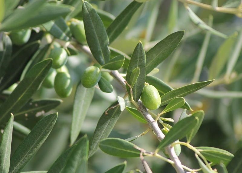 Leaves of the Olive