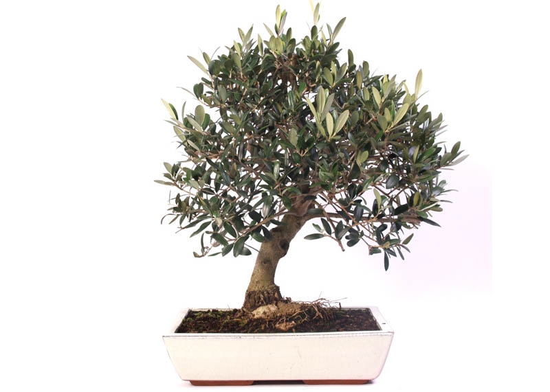 Olea europaea bonsai