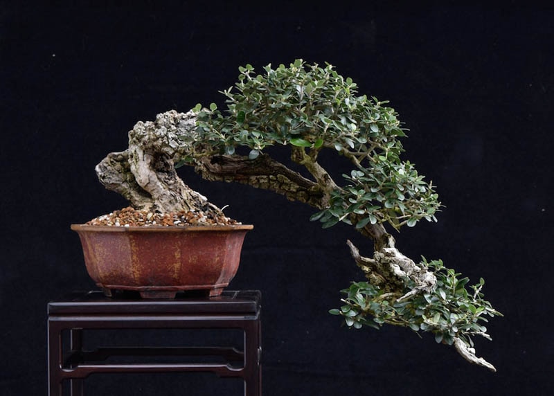 Olive bonsai in cascade style