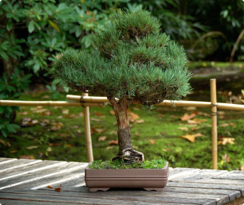 Pines