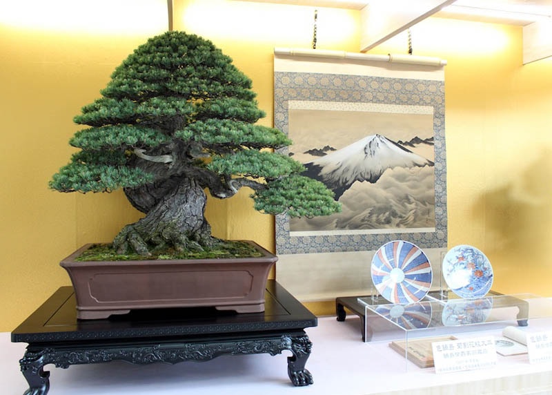 Pine bonsai tree