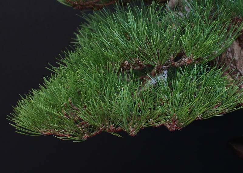 Needles of the Pine