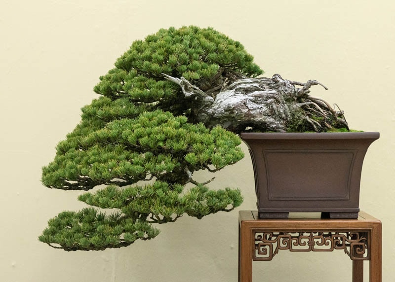 Pinus bonsai at Taikan ten
