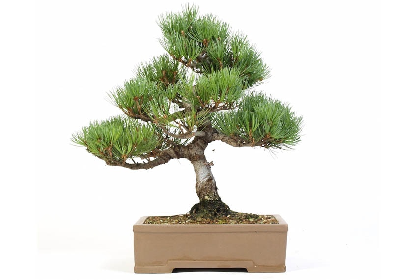 Japanese Black Pine (Pinus thunbergii