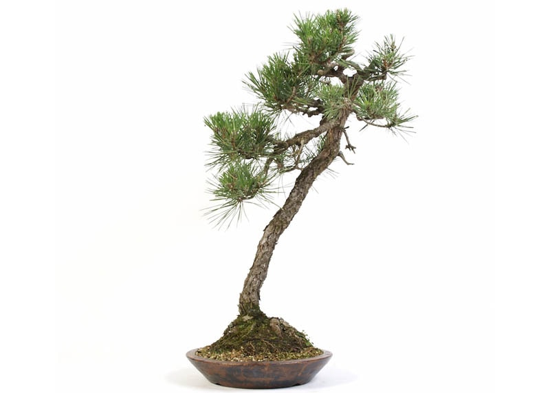 Pinus bonsai in Literati style