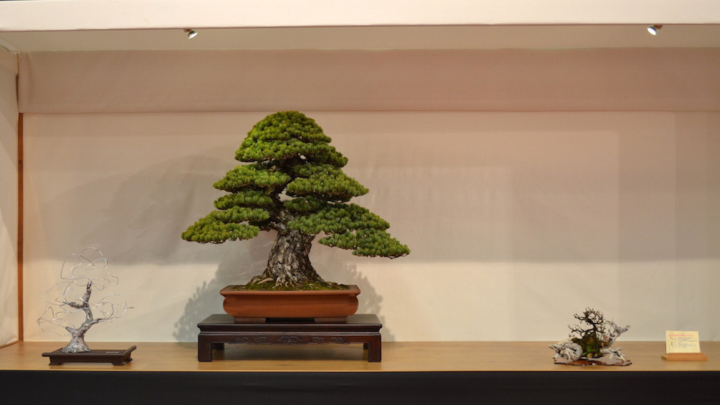 Noelanders winning Bonsai tree