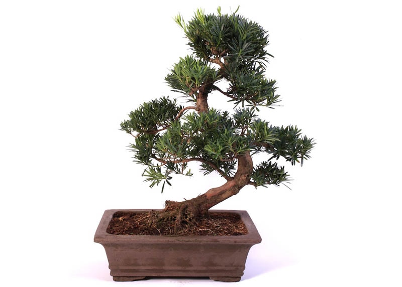 Podocarpus macrophyllus bonsai