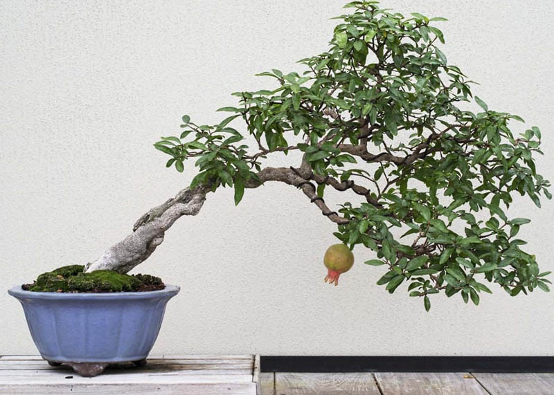 Pomegranate bonsai tree