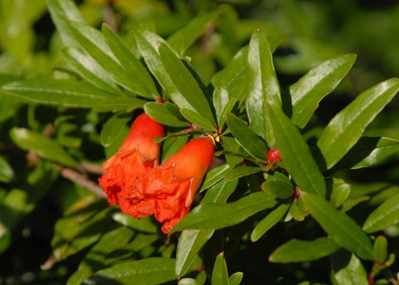 Leaves of the Pomegranate