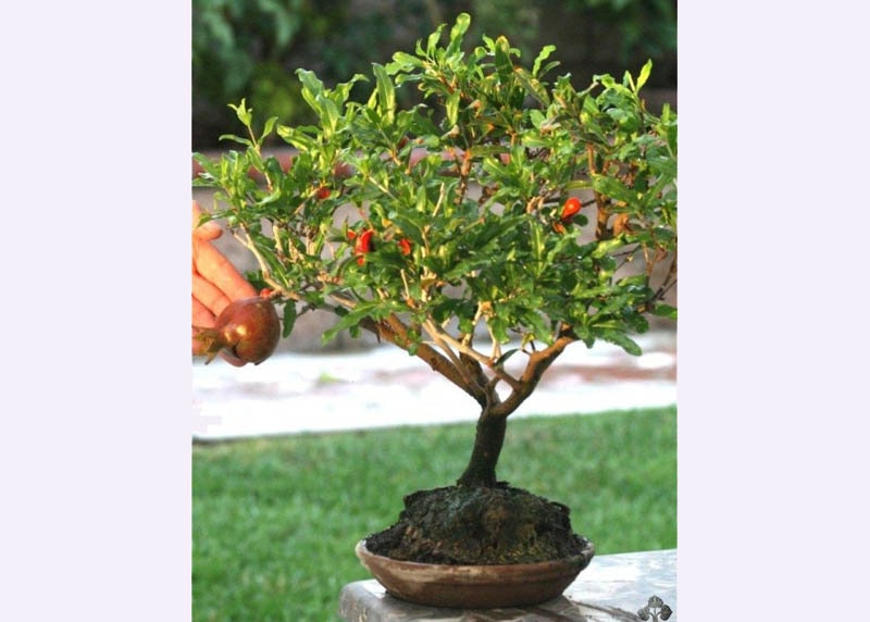 Pomegranate with fruits
