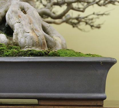 Bonsai potters