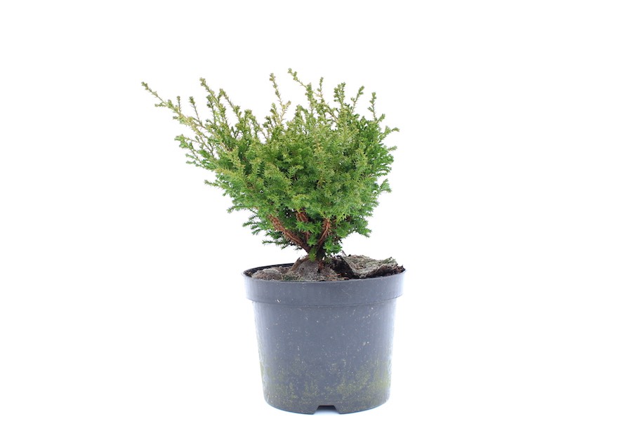Prebonsai