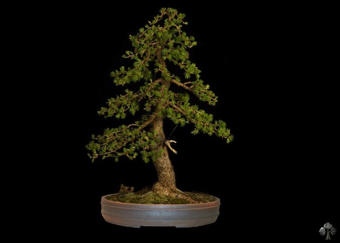 Larix bonai by Roman Bona