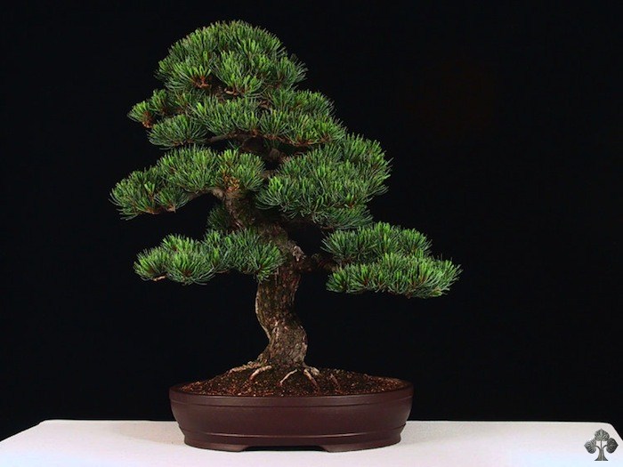 Pinus Pentaphylla bonsai