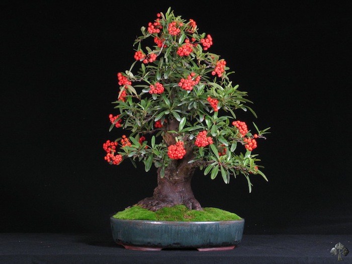 Roman Bona Bonsai