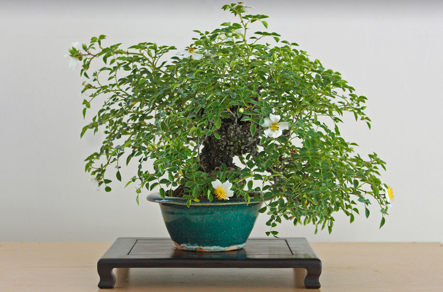 Flowering Rose bonsai tree
