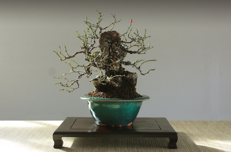 Rose bonsai tree