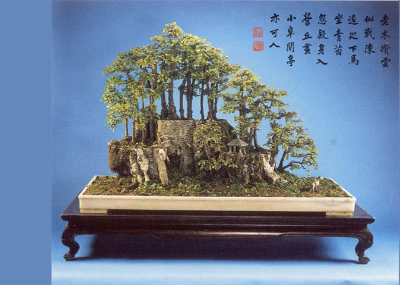Sageretia bonsai tree