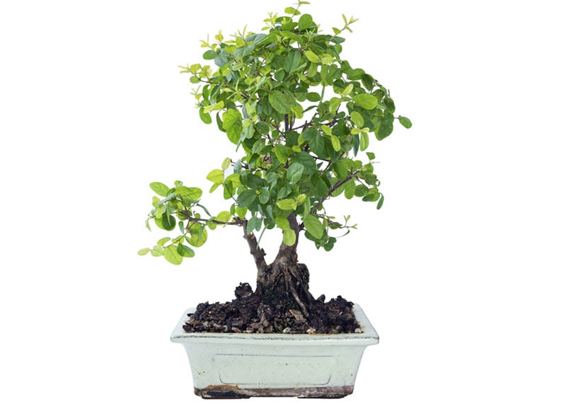 Sweet plum or Bird plum bonsai