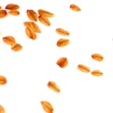 Purchase or collect tree seeds and check if they require stratification. Whether or not it requires stratification depends on the tree species you choose.
