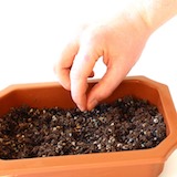 Place the seeds on the soil and leave some room between the seeds. The bigger the seed, the more room they require.