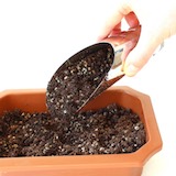 Add another inch (2 centimeters) of additional standard Bonsai soil on top of the seeds.