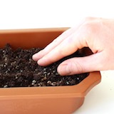 Use your fingers to compact the soil a bit.