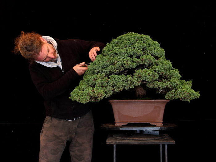Bonsai